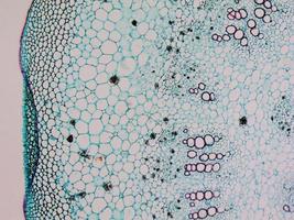 micrografia de células de amoreira foto