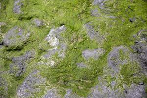 close-up de uma alga marinha crescendo na costa rochosa e visível na maré baixa. foco seletivo. foto