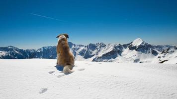 cão nas montanhas na neve observa a paisagem foto