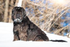 cão pastor de bergamo na neve com barba gelada foto