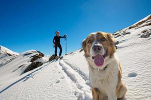 cachorro nas montanhas foto