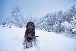 cão pastor bergamasco no meio de muita neve nas montanhas foto