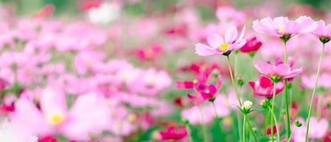 flores rosa cosmos florescem no jardim. foto