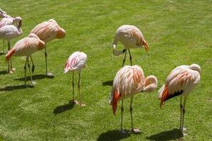 flamingos cor de rosa no zoológico da ilha de tenerife. foto