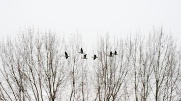 bando de gansos migrando da europa para o norte da áfrica. Espanha. foto