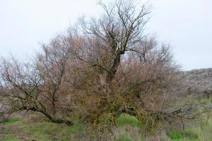 linda taray no inverno. Parque Nacional Tablas de Daimiel. ciudad real, espanha. foto