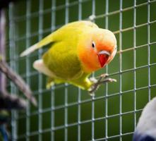 closeup de papagaio periquito na gaiola foto