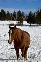 inverno em manitoba - um cavalo posando em um campo coberto de neve foto