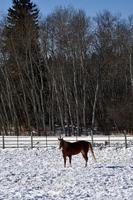 inverno em manitoba - um cavalo fica sozinho em um campo coberto de neve foto