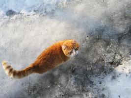 gato vermelho listrado na neve, vista superior da parte de trás. clima de primavera. degelo, neve derretida. foto