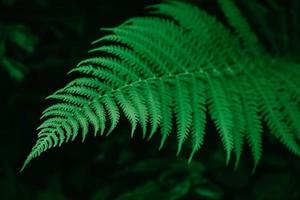 folha de samambaia verde sobre um fundo verde escuro. padrão de samambaias naturais foto