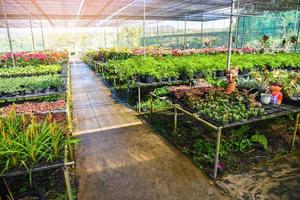 casa verde com vários tipos de plantas em fundo de vaso, flor de viveiro e planta crescendo para decorar no jardim foto