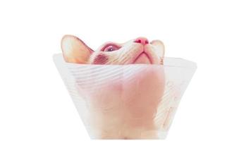 Cobertura de colar de pescoço de segurança anti mordida de gato de estimação para curar cone protetor ajustável com caminho de recorte isolado no fundo branco foto