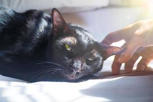 um adorável gato preto dormindo em uma cama. toque suave perto da mão. ideia de conceito de amor