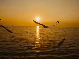 pôr do sol mar pássaro silueta sunset.silhouette pássaro voar fotografia sea. fotografia mínima foto