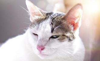 retrato de um gato arlequim adorável animal de estimação fofo sobre fundo desfocado.