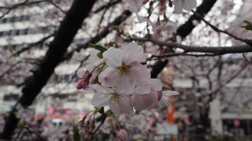 flores de cerejeira brancas. árvores de sakura em plena floração em meguro ward tokyo japan foto