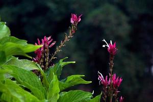 flores cor de rosa e folhas verdes foto