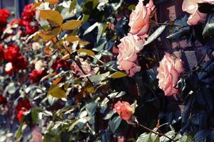 foto vintage de jardim de rosas