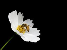 flor branca e abelha no fundo preto foto