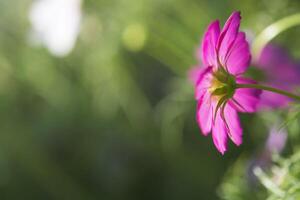 flores de cosmos rosa no jardim, conceito de foco suave foto