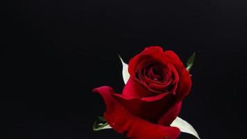 rosa vermelha muito escura em fundo preto foto