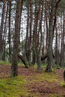 uma imagem de uma floresta dançante no espeto da Curlândia, na região de Kaliningrado, na Rússia. foto