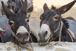 burros engraçados na fazenda, a ilha de chipre. foto