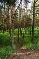 reserva natural no espeto da Curlândia, floresta de pinheiros. foto