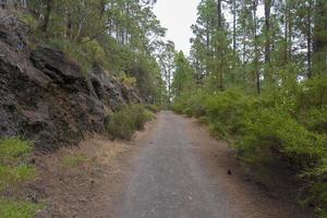 floresta densa e bonita na ilha de tenerife. foto