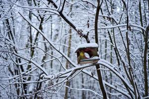 Rússia. alimentador de pássaros na floresta coberta de neve de inverno. foto