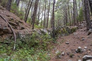 floresta densa na ilha de tenerife. foto