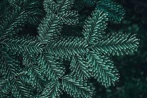 árvores de natal congeladas. ramos de pinheiro verde são cobertos com geadas. fundo de inverno e natal. vista do topo. copiar, espaço vazio para texto foto