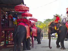 ayutthaya tailândia28 de fevereiro de 2019ayutthaya elefante palácio real kraal.on ayutthaya tailândia28 de fevereiro de 2019. foto
