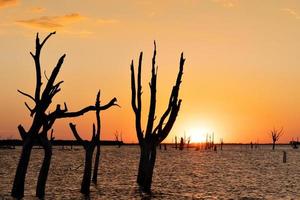 silhueta de árvores mortas em uma lagoa salgada ao pôr do sol. foto