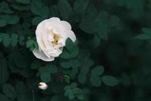 flores de rosas selvagens brancas desabrochando no fundo das folhas verdes foto