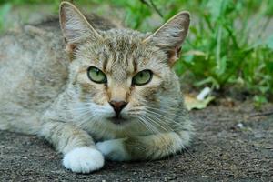 fechar o retrato de um gato na grama verde do jardim de verão ao ar livre foto