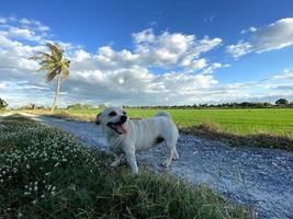 céu azul em uma atmosfera de campo de arroz verde com cachorrinho foto