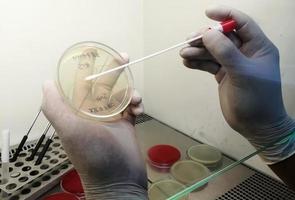 cientista analisando placa de petri no laboratório ou microbiologista trabalhando com placa de petri para análise no laboratório de microbiologia foto