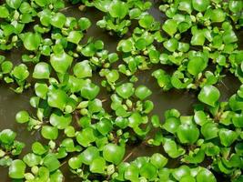 aguapé ou eichhornia crassipes. fundo verde da natureza. plantas na água foto