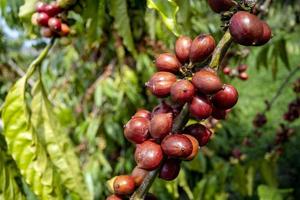 fundo de fazenda de café foto