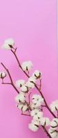 flores de algodão natural. ramos de flores de bolas de algodão branco e fundo rosa. foto