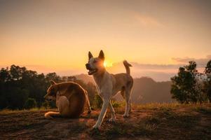 cães domésticos no pico da montanha ao pôr do sol foto