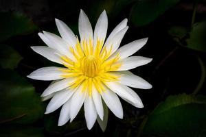 a flor de pólen amarela de pétala branca de lótus florescendo em fundo preto foto