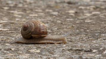 um caracol de jardim movendo-se lentamente na calçada para o conceito de velocidade foto