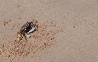 lindo caranguejo cavando buraco na praia foto