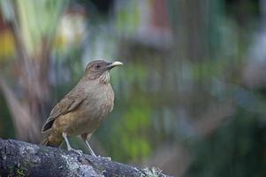 robin cor de barro 34 foto