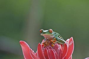 sapo de folha de olhos vermelhos 66 foto