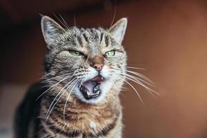 engraçado retrato gato malhado doméstico de cabelos curtos arrogante posando em fundo marrom escuro. gatinho adorável membro da família jogando em casa. espaço de cópia de saúde e conceito animal de cuidados com animais de estimação foto