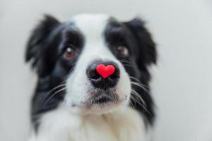 rua conceito de dia dos namorados. retrato engraçado cachorrinho bonitinho border collie segurando coração vermelho no nariz isolado no fundo branco. lindo cachorro apaixonado no dia dos namorados dá presente. foto